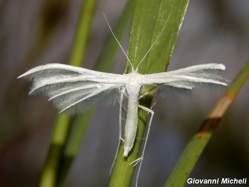 Pterophorus penctadactylus?